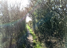 Lionhearted Logo - Courage Coaching, personal performance consultants. Personal Capital.