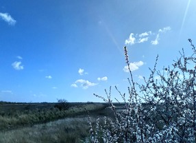 Lionhearted Logo - Courage | Personal Performance Consultants and Coaching